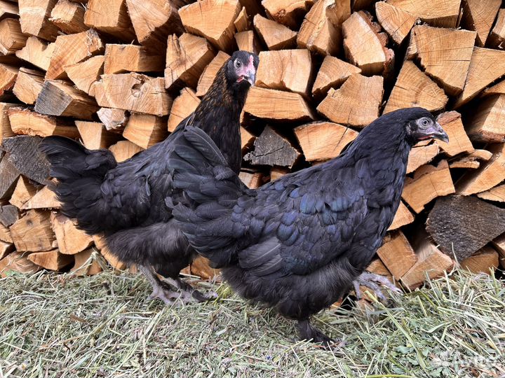 Куры несушки