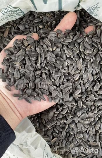 Семечки кондитерка