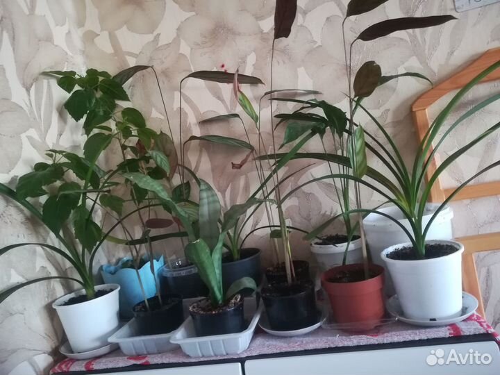 Комнатные растения