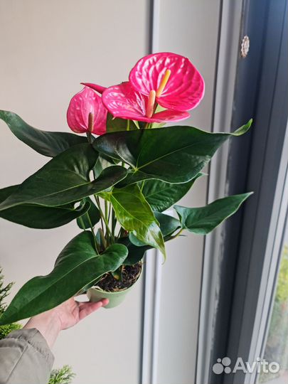 Антуриум розовый Калифорния