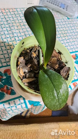 Фиалка в горшках