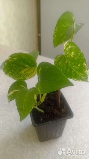 Сциндапсус золотистый, мирт