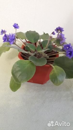 Продам фиалку