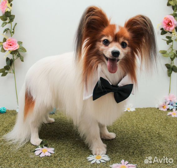 Модели на груминг собак и кошек. Ультразвук зубы