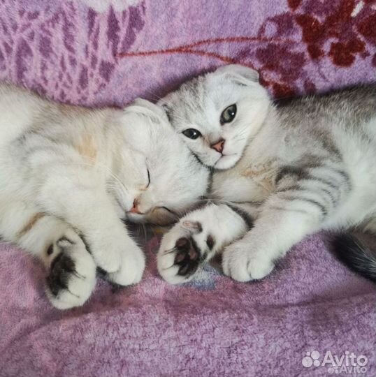 Ветеринарный врач на дом