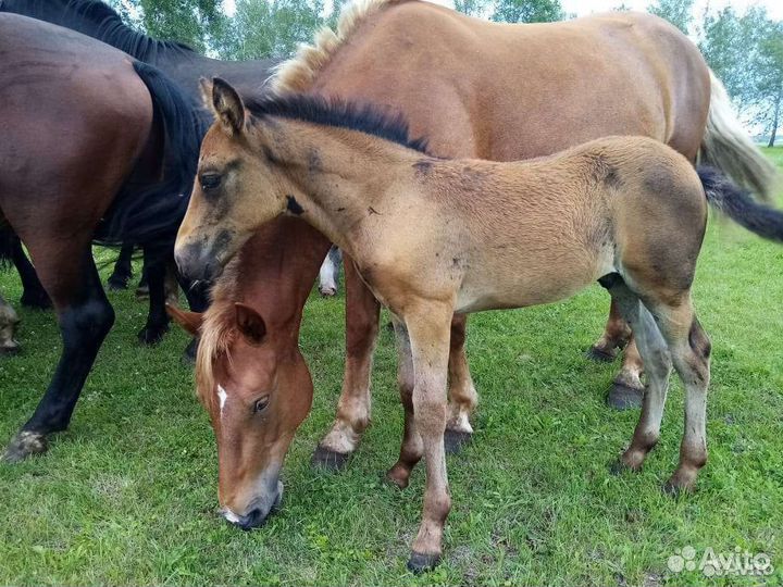 Лошади овцы козы