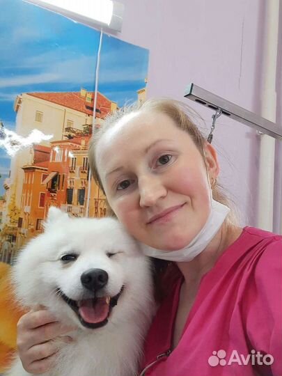 Стрижка собак и кошек