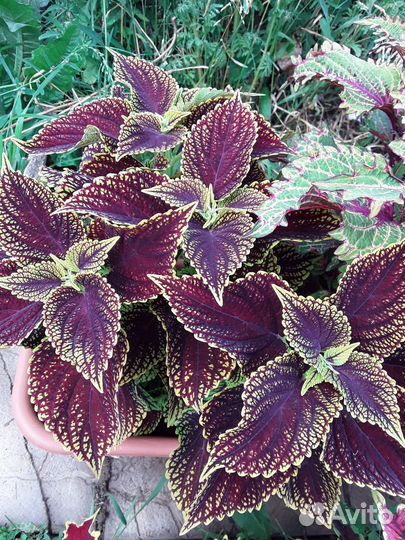 Колеусы сортовые