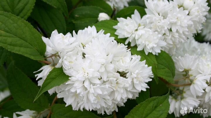 Спирея невеста, монарда, купальница, хризантемы