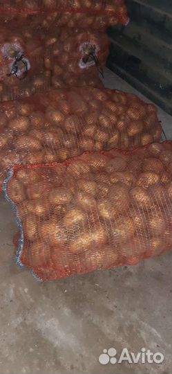 Продам картофель
