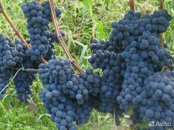 Виноград
