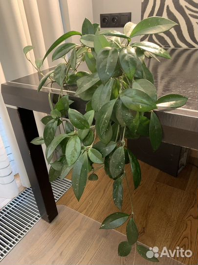 Хойя взрослая