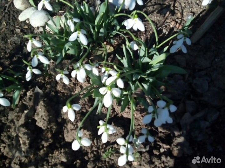 Галантус подснежник