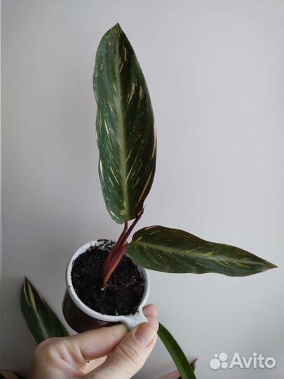 Строманта меджик стар