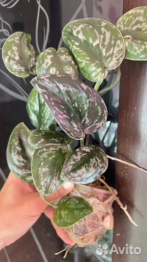 Редкие коллекционные сциндапсусы