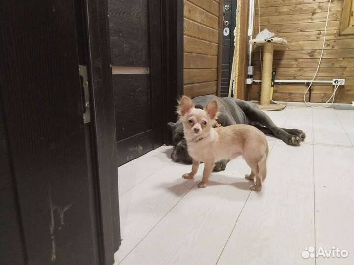 Чихуахуа мини