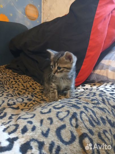 Котенок бесплатно