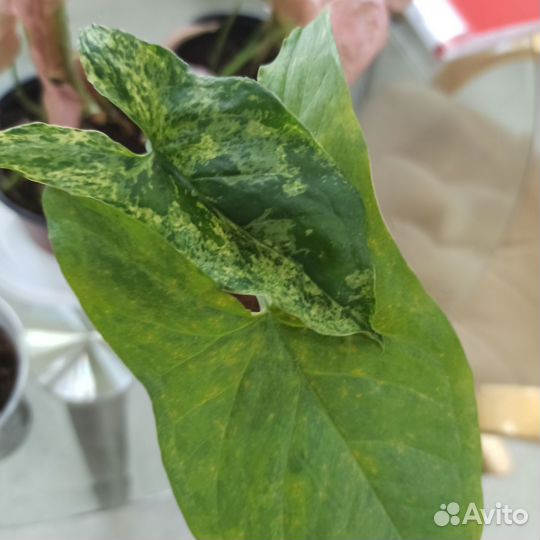 Сингониум Неон,Милк Конфетти,Мохито