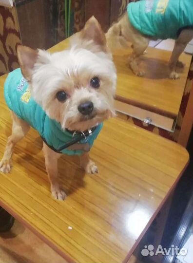 Стрижка кошек и собак (груминг)