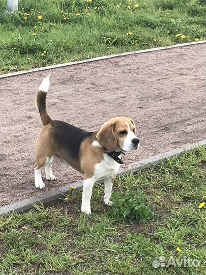 Вязка кобель бигль