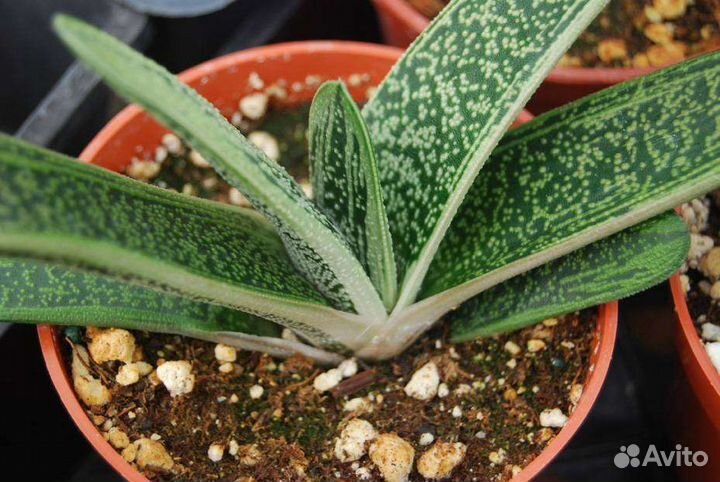 Гастерия литл варти