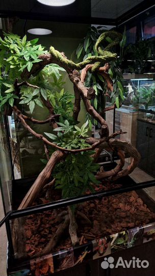 Комплект для хамелеона