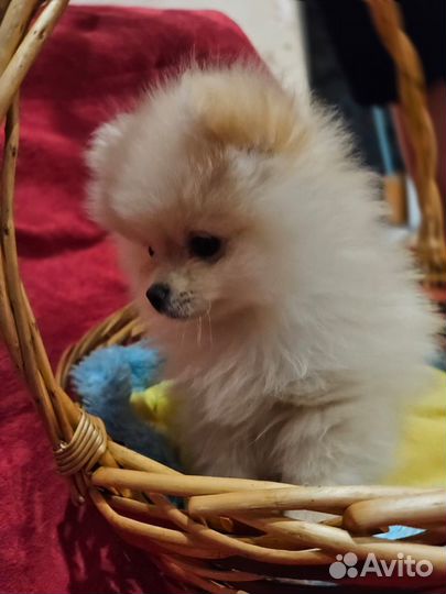 Щенки шпица