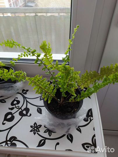 Папоротник