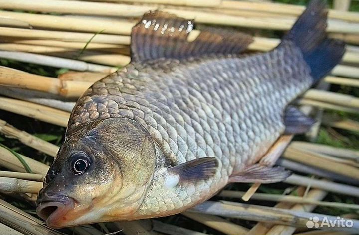 Прдажа. Карась