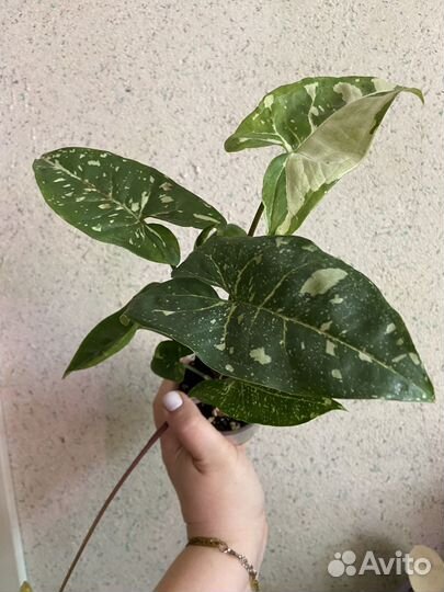 Сингониум панда