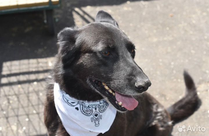 Собака-мечта из приюта