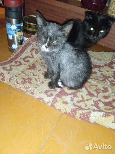 Котенок в добрые руки