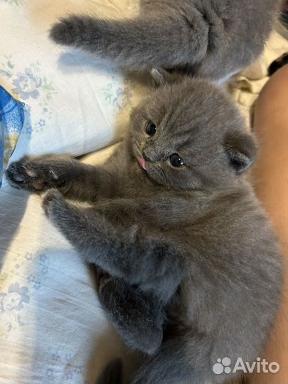 Британские котята