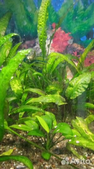 Аквариумное растение
