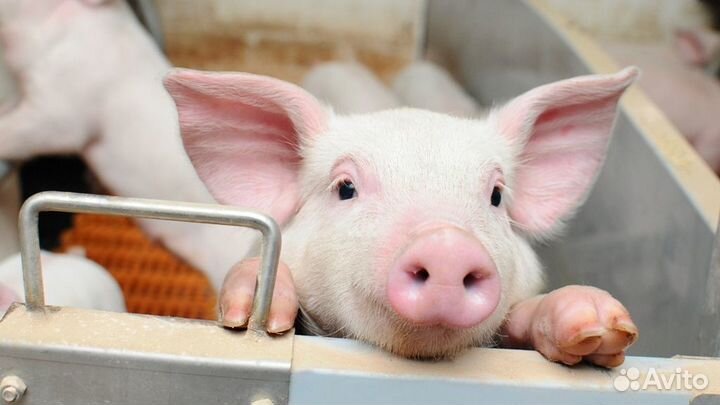 Работа разнорабочим на свиноферму (Вахта)