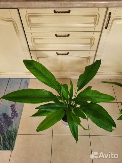 Антуриум Бейкера