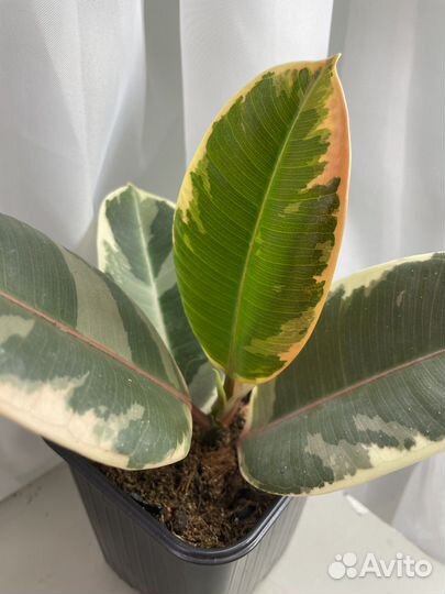 Фикус, Мирт, Кодиеумы (кротоны)