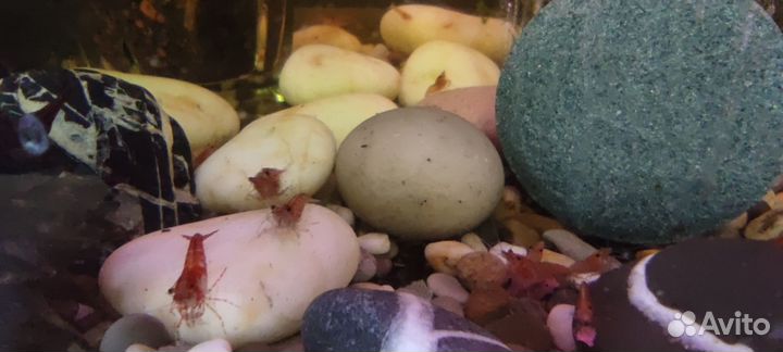 Продам креветок