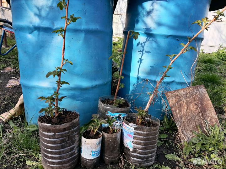 Саженцы ежевики и малины