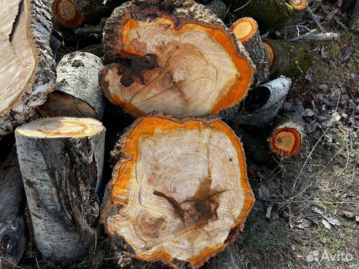 Поперечные спилы дерева