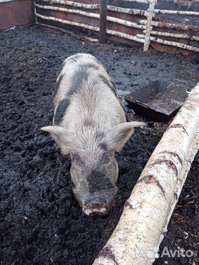 Сельхоз животные