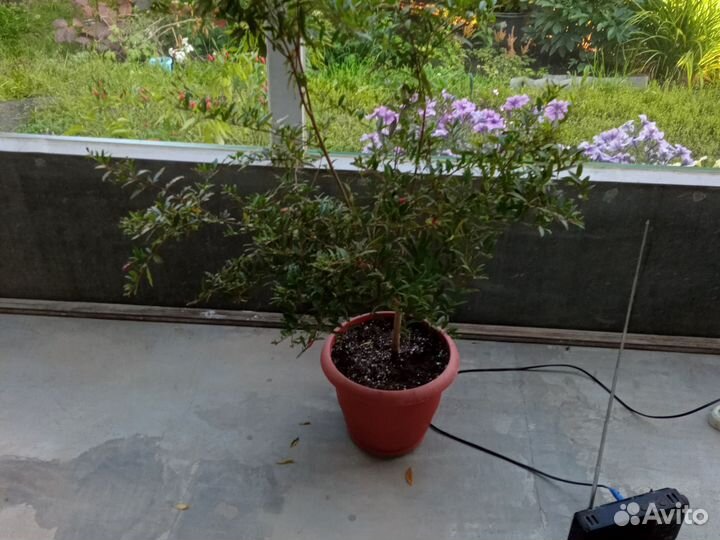 Гранат комнатный сорта Бэйби