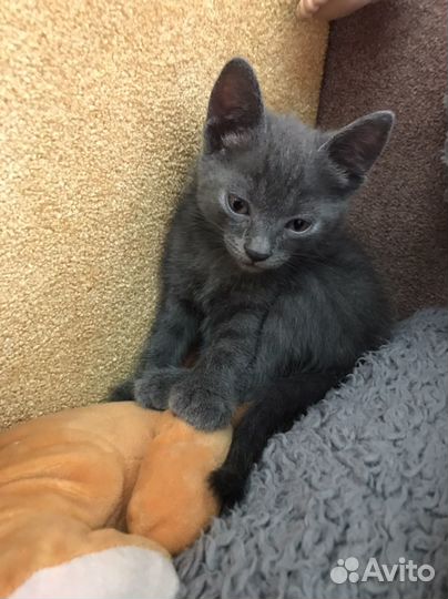 Котята бесплатно