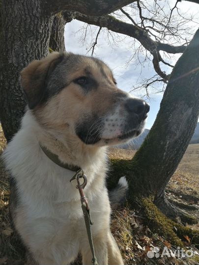 Собаки в дар бесплатно