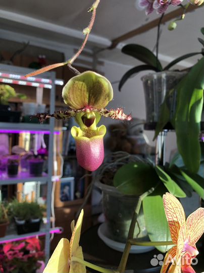 Орхидеи сортовые