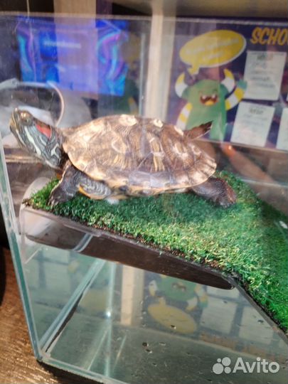 Черепаха