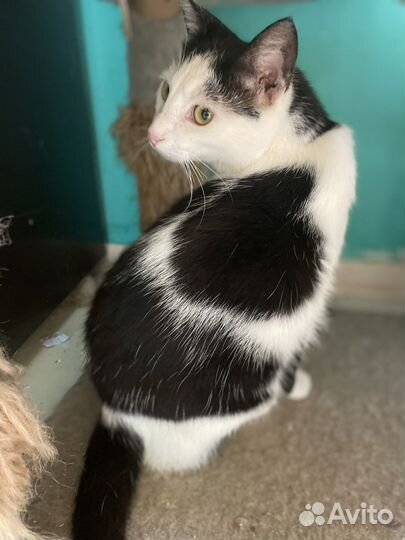 Котик подросток кастрированный