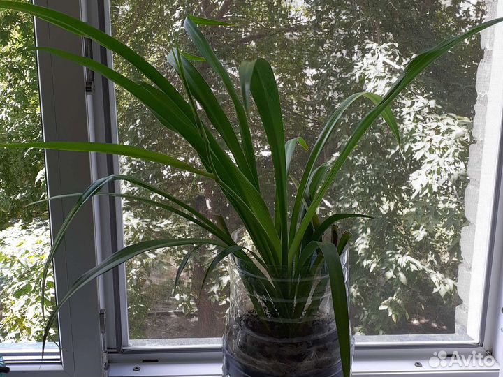 Сансевиерия и хлорофитум