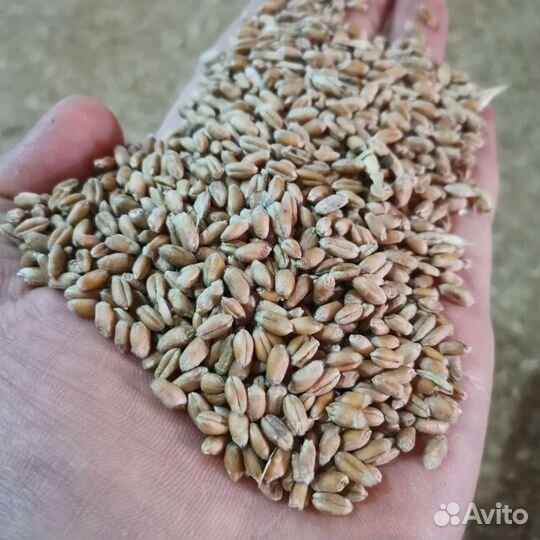 Зерно пшеница 4й класс