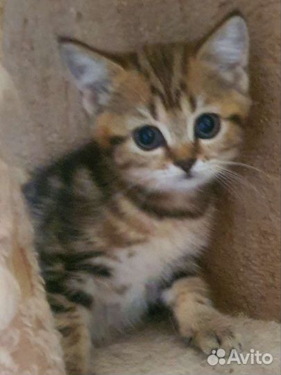 Красивые котятки